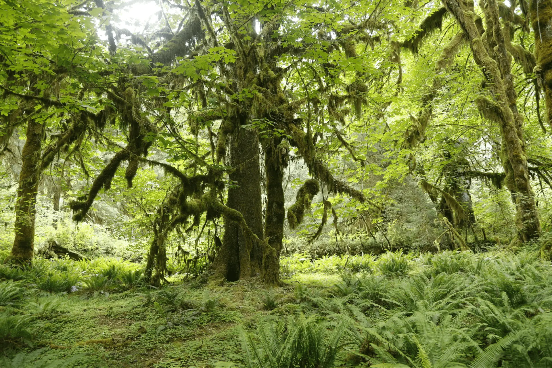 Hoh Valley Rainforest, Olympic National Park, WA