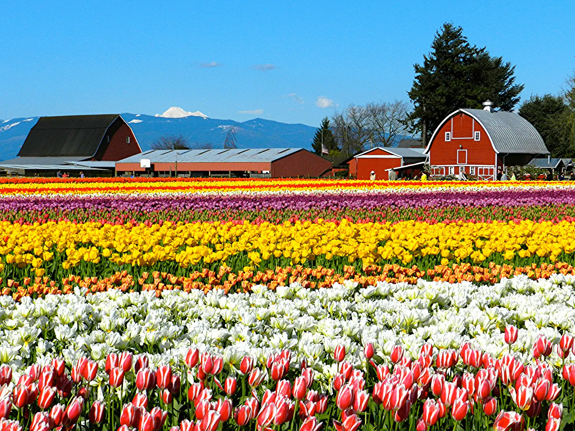 The Tulip Barn, Tulip Festival in Skagit County, WA