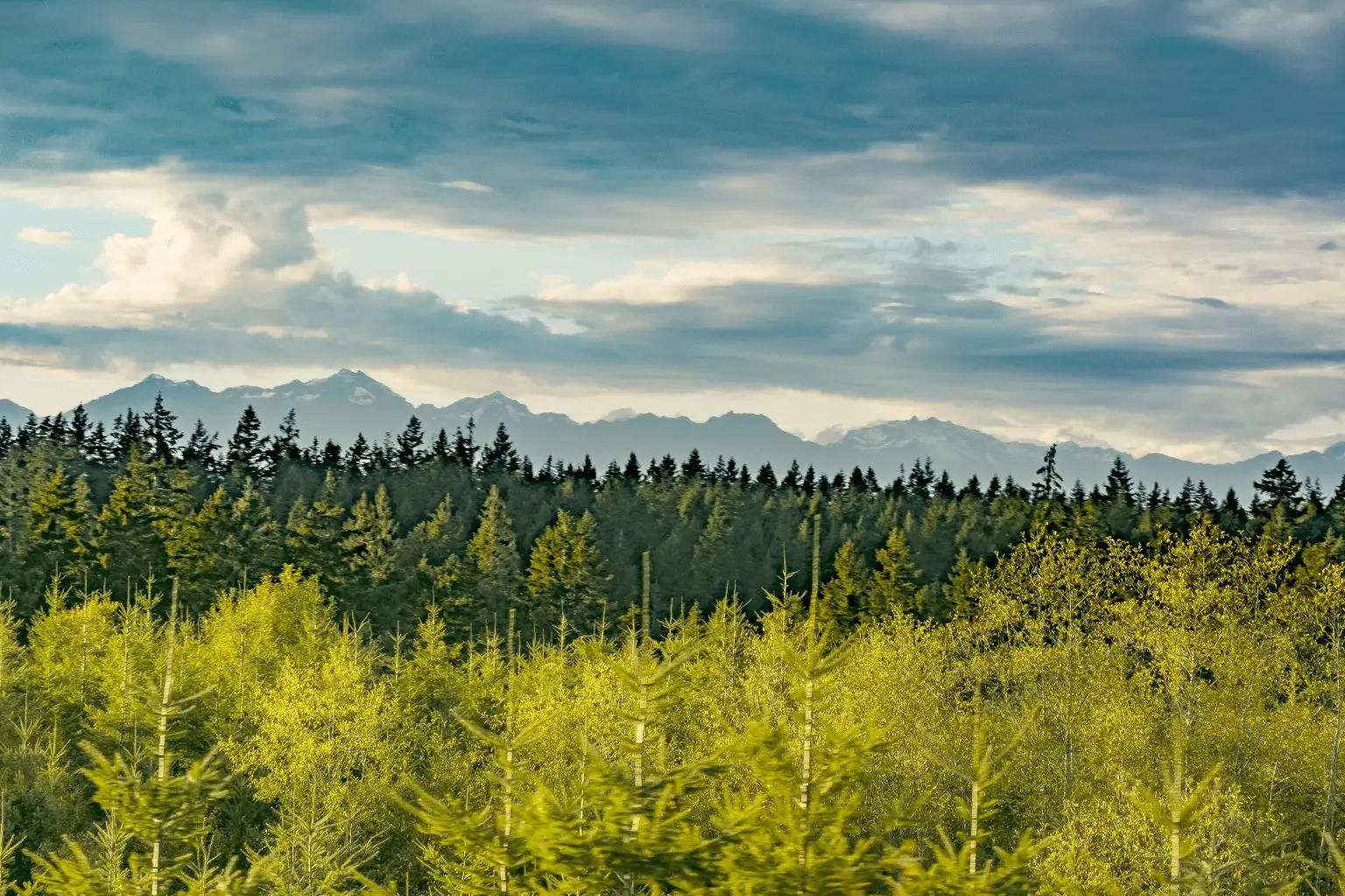 Forest with Olympic Mountain Range, Jefferson County, WA